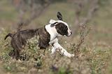 AMSTAFF  PUPPIES 068